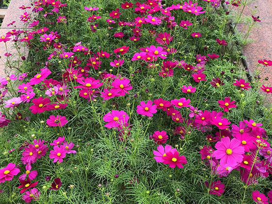 聊城仿真花手工-收购风景树
